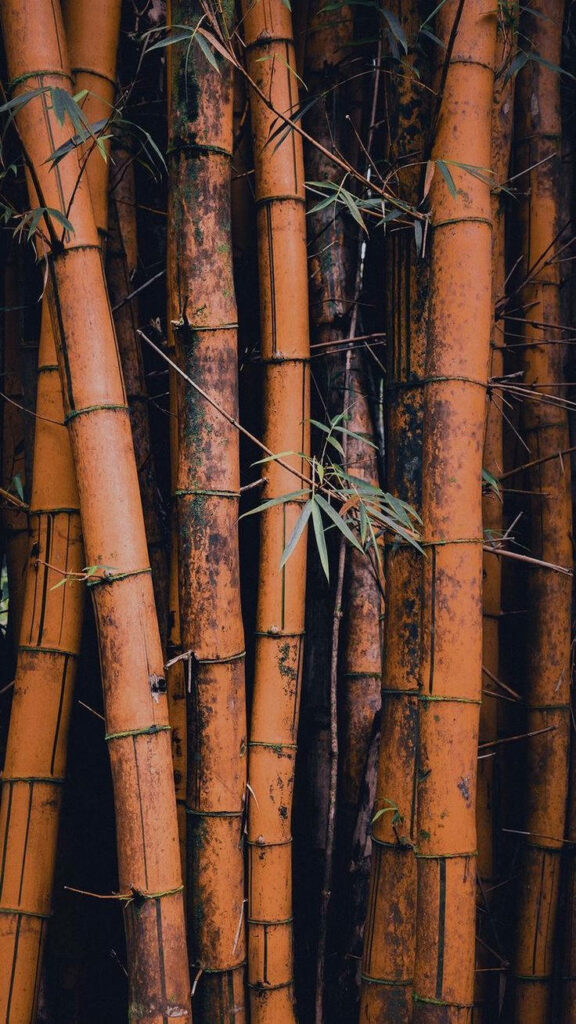 Close-up of tall brown bamboo stalks showcasing natural texture in dense bamboo forest wallpaper