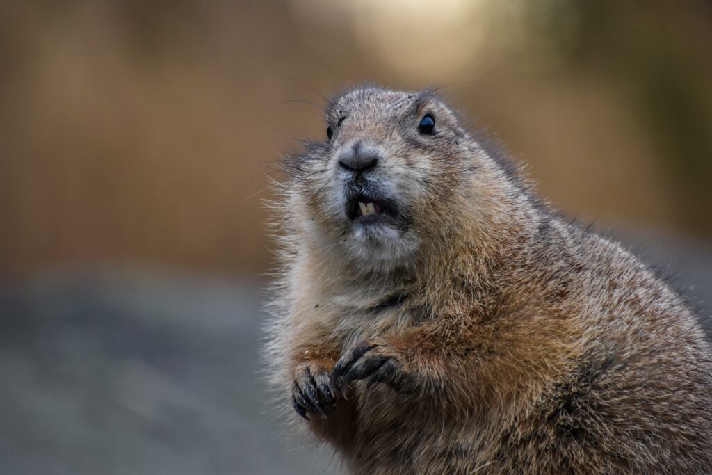 Close-Up of Charming Brown Beaver with Blurred Natural Background Wallpaper