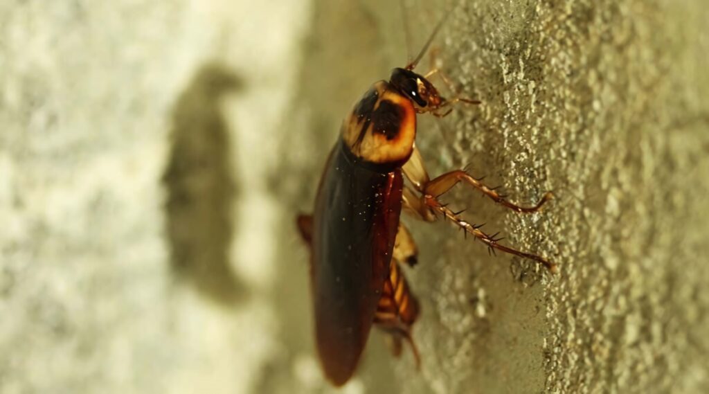 Close-up of brown cockroach climbing textured wall showing detailed legs antennae and glossy body Wallpaper
