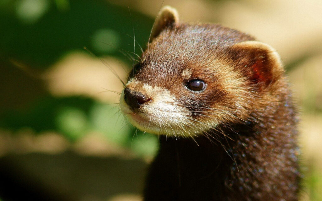 Close-Up of a Brown Mink Against a Soft Green Background Wallpaper