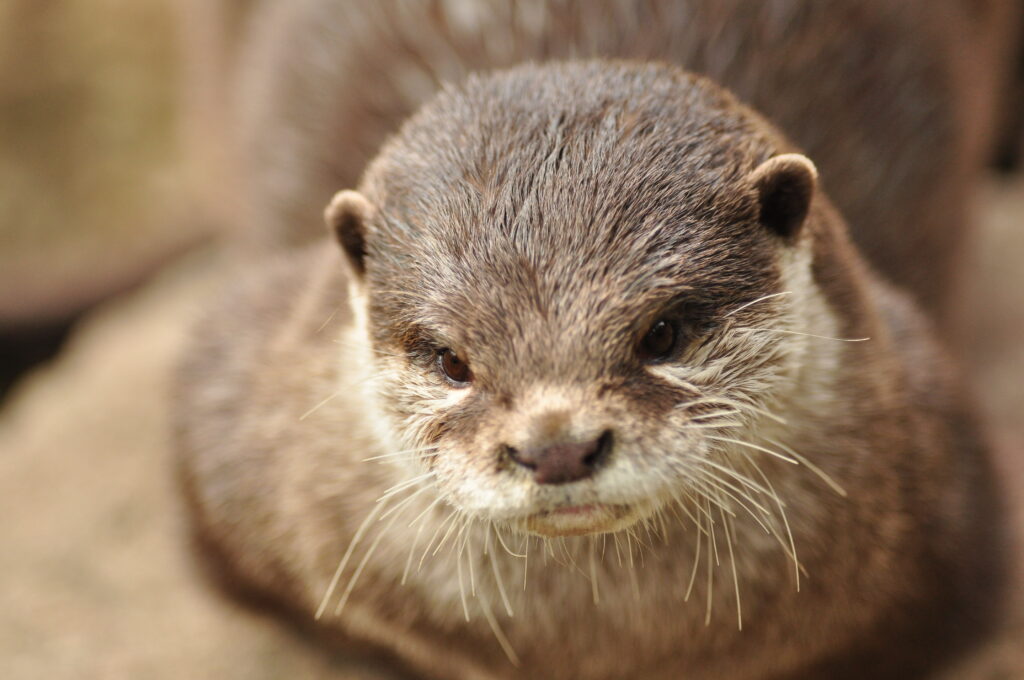 Close-Up of a Curious Brown Otter: Expressive Face & Detailed Fur Wallpaper