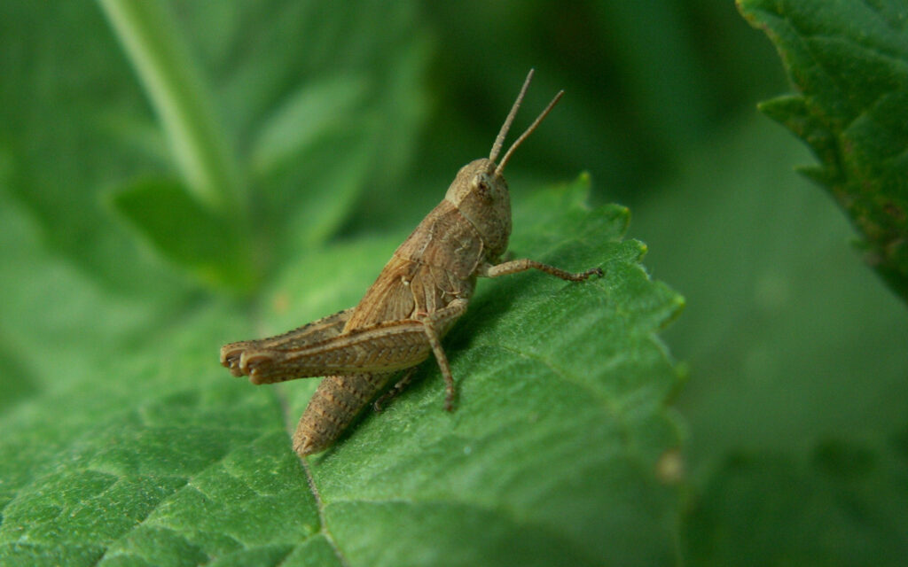 Close-Up of Brown Rufous Grasshopper on Green Leaf - Nature Beauty Wallpaper