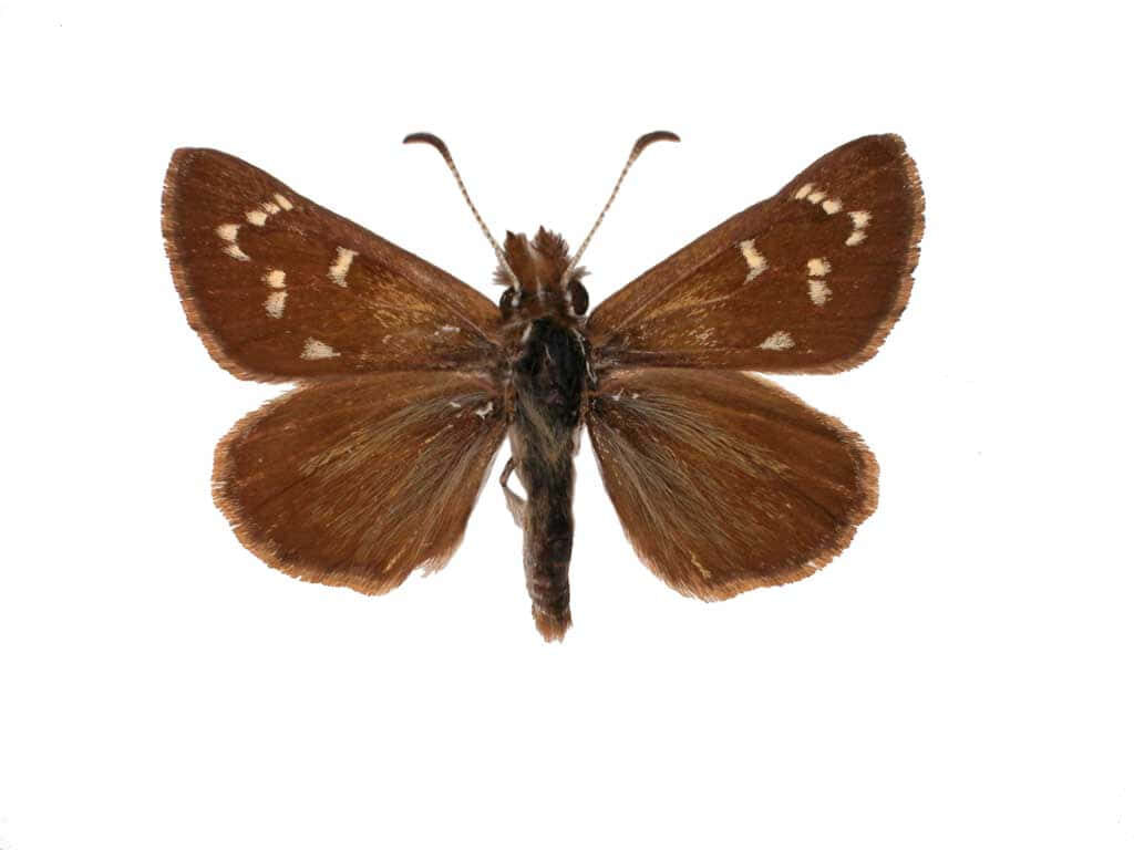 Close-Up of Brown Skipper Butterfly: Intricate Wing Patterns Wallpaper