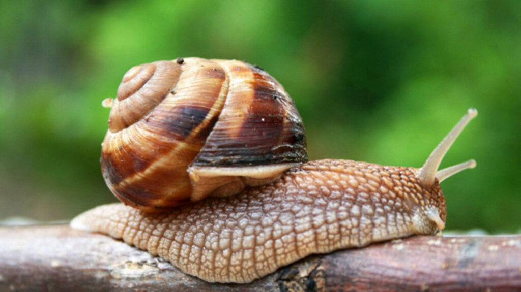 Close-Up of Brown Snail with Textured Shell on Green Background Wallpaper