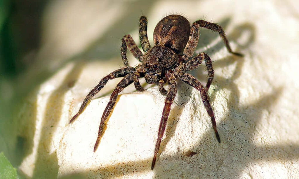 Close-Up of Brown Spider on Rock - Intricate Nature Background Wallpaper