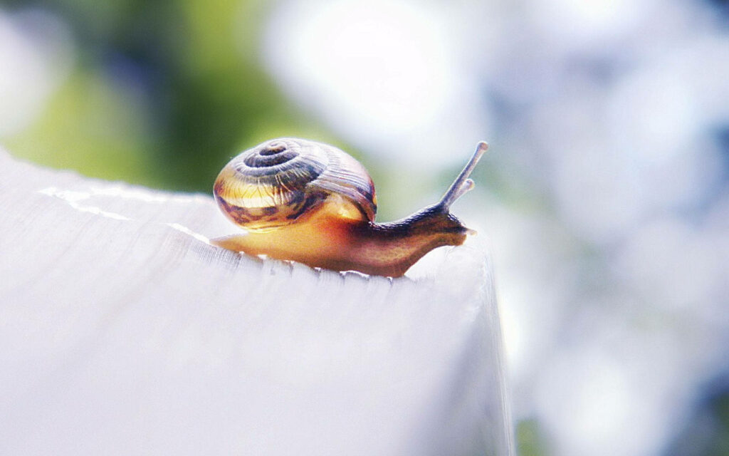 Close-Up of Brown and White Snail on Soft Light Background Wallpaper