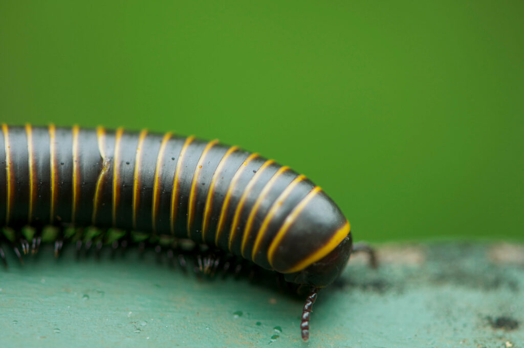 Close-Up of Striped Bumblebee Millipede on Blurred Green Background Wallpaper
