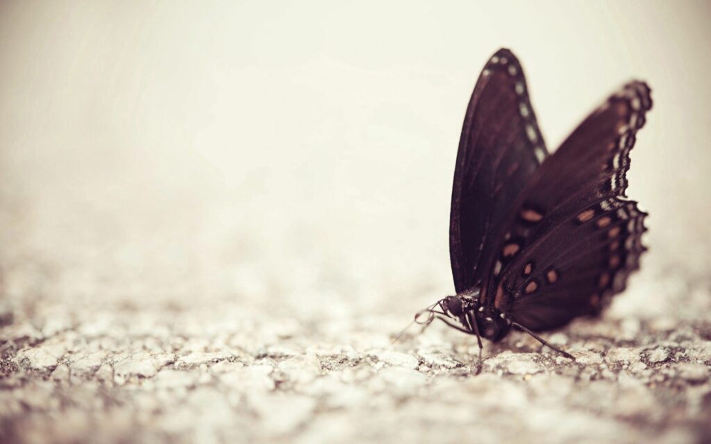 Intricate Butterfly Wallpaper: Close-Up on Textured Natural Surface