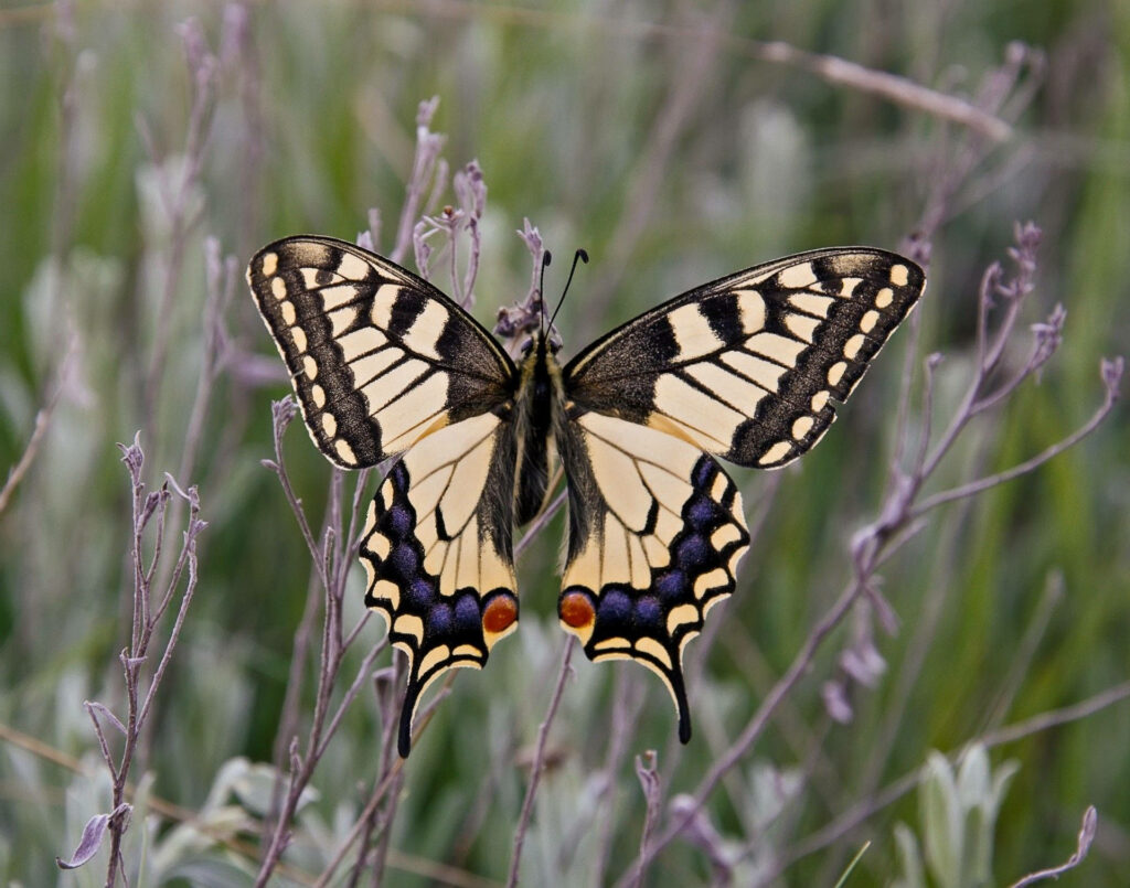 Close-Up Butterfly Wallpaper: Vivid Patterns on Greenery Backdrop