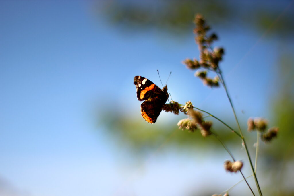 Macro Butterfly Wallpaper: Delicate Beauty on Flowering Grass