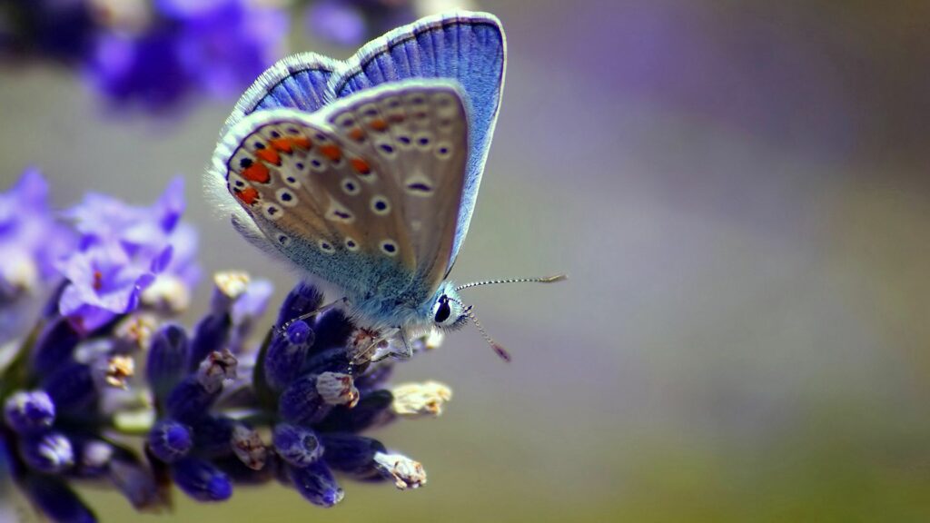 Close-Up Butterfly on Vibrant Flower Wallpaper Background