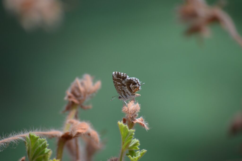 Intricate Butterfly Close-Up on Delicate Plant - Nature Wallpaper