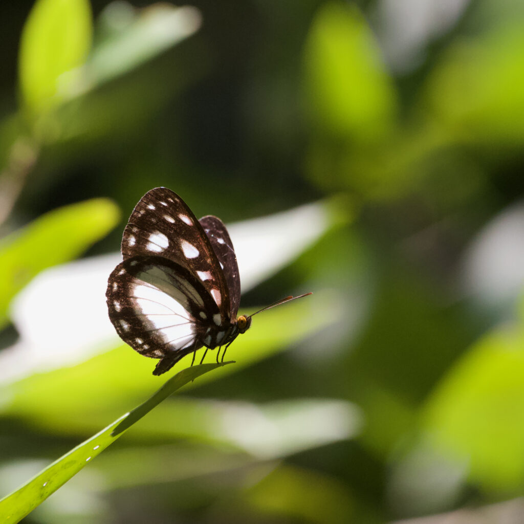 Close-Up Butterfly on Grass: Intricate Wing Patterns Wallpaper