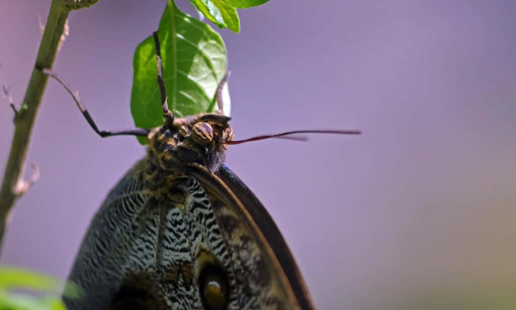 Close-Up Butterfly on Leaf: Intricate Patterns Wallpaper Background