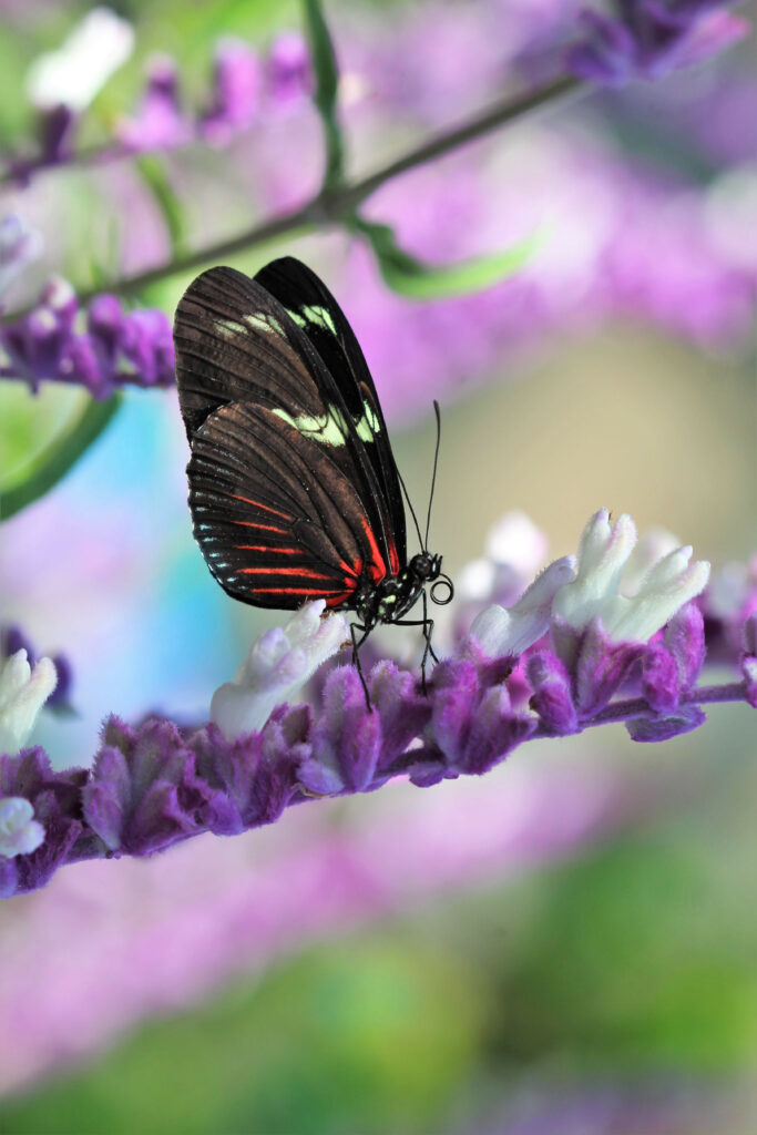 Close-Up Butterfly on Purple Flower - Macro Nature Wallpaper