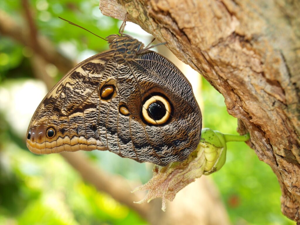 Intricate Butterfly Close-Up on Tree Bark - Vibrant Wallpaper Background