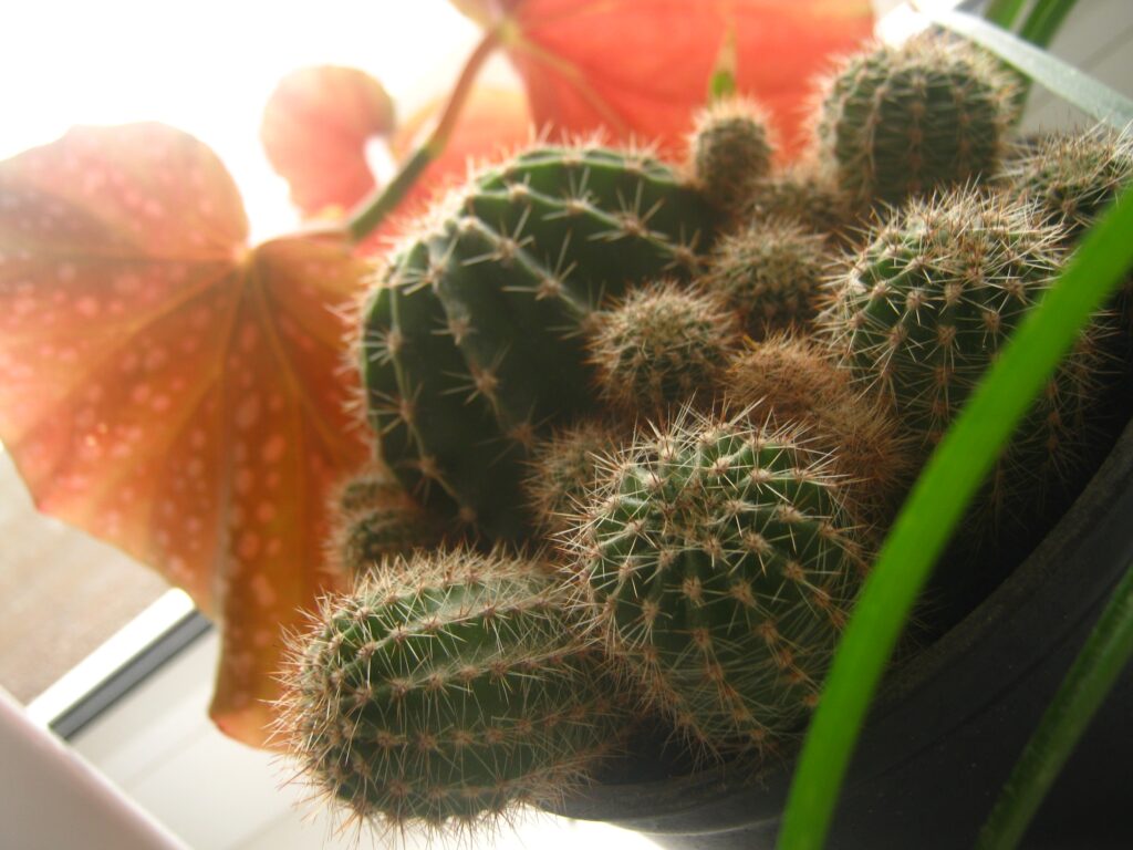 Close-Up Cacti Wallpaper: Intricate Spines & Warm Blurred Background
