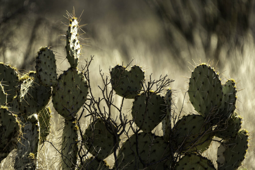 Close-Up Cactus with Spiked Needles - Stunning Wallpaper Background