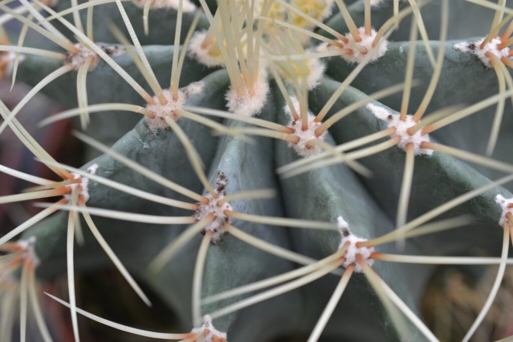 Intricate Cactus Close-Up: Textured Spines & Natural Beauty Wallpaper