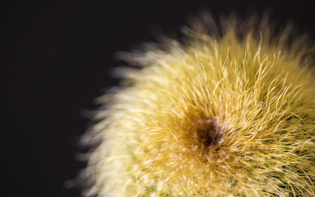Intricate Cactus Wallpaper: Close-Up of Soft Spines on Dark Background
