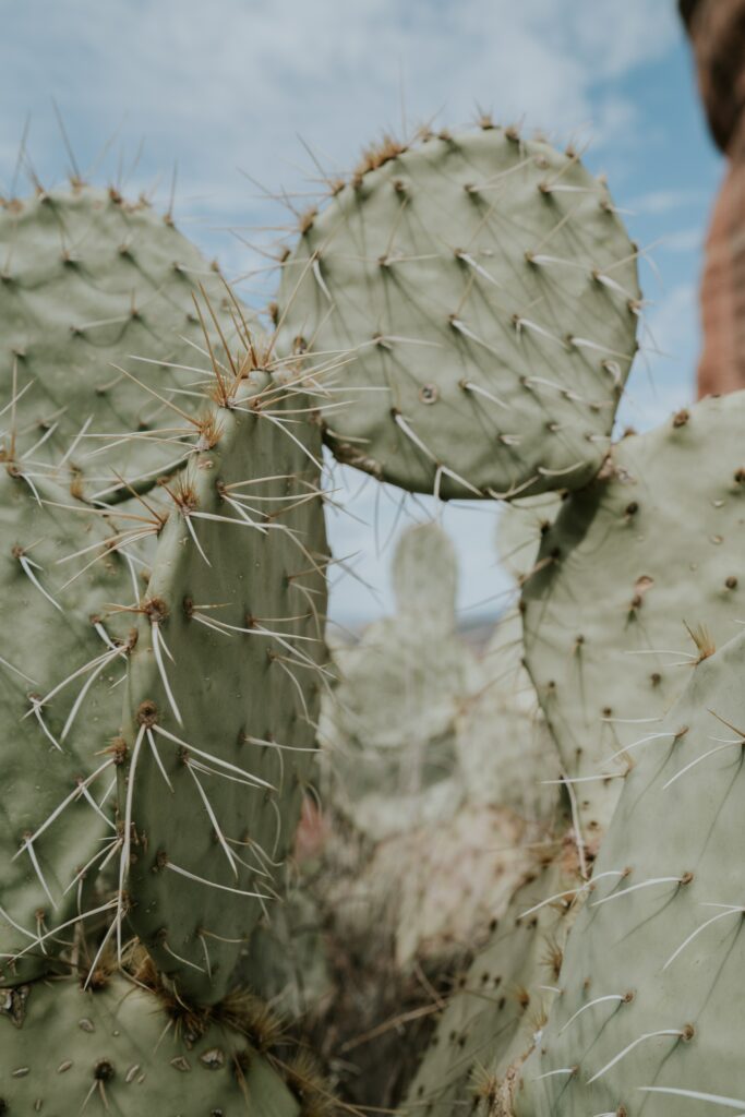 Close-Up Cactus Wallpaper: Intricate Thorns Against Blue Sky