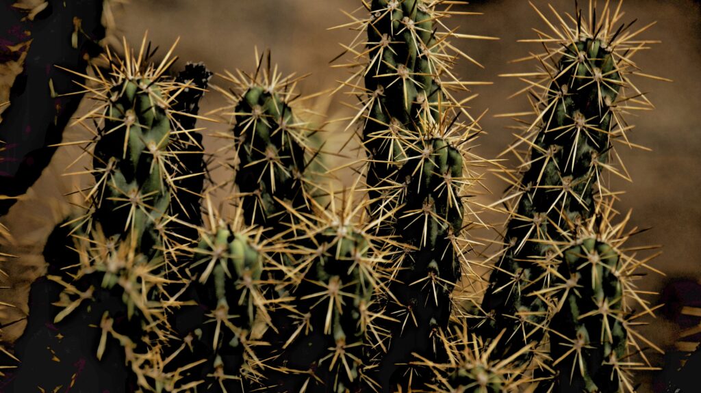 Close-Up Cactus Wallpaper: Thorns & Textures in Earthy Tones