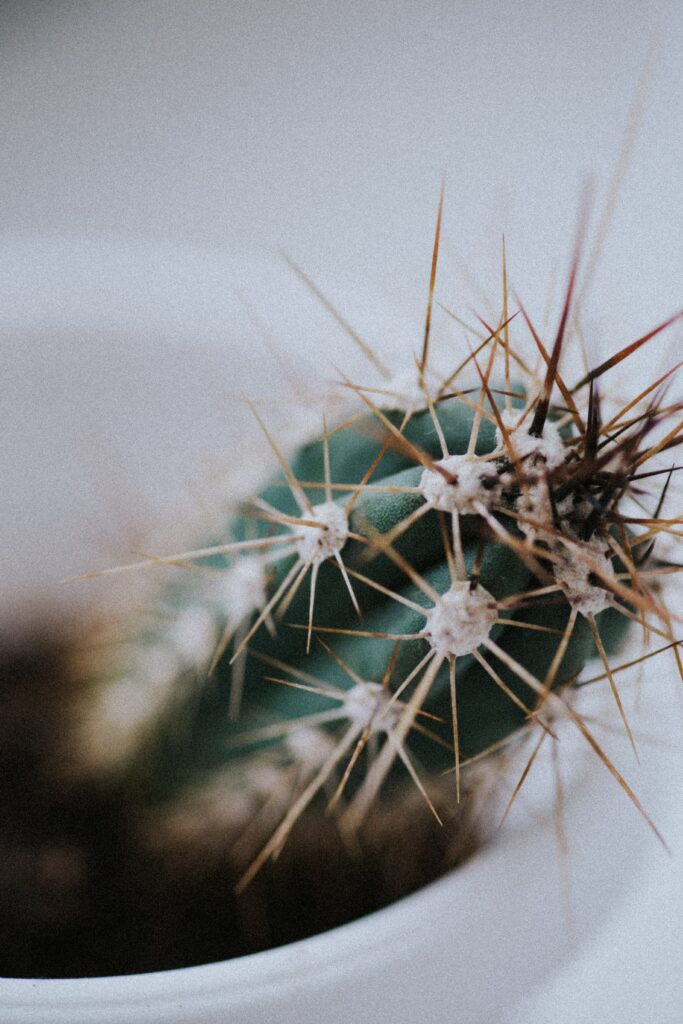 Macro Cactus Wallpaper: Textured Green & Sharp Needles Background