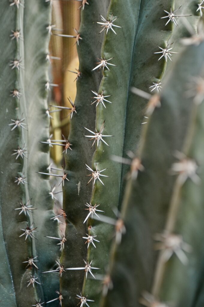 Detailed Cactus Close-Up: Sharp Thorns & Textured Needles Wallpaper
