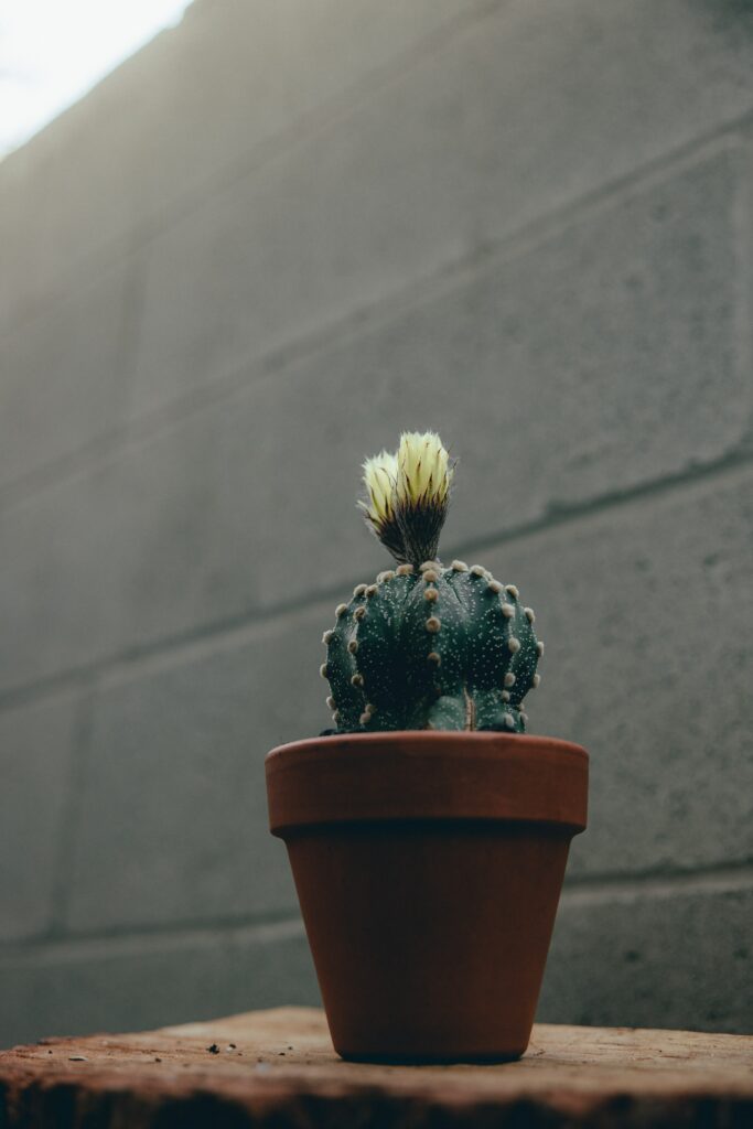 Vibrant Cactus with Yellow Flower in Terracotta Pot - Brick Background Wallpaper