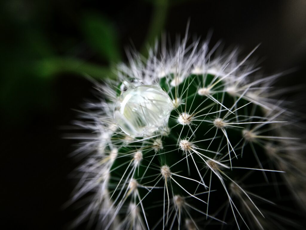 Intricate Cactus Close-Up with Water Droplet - Nature Wallpaper