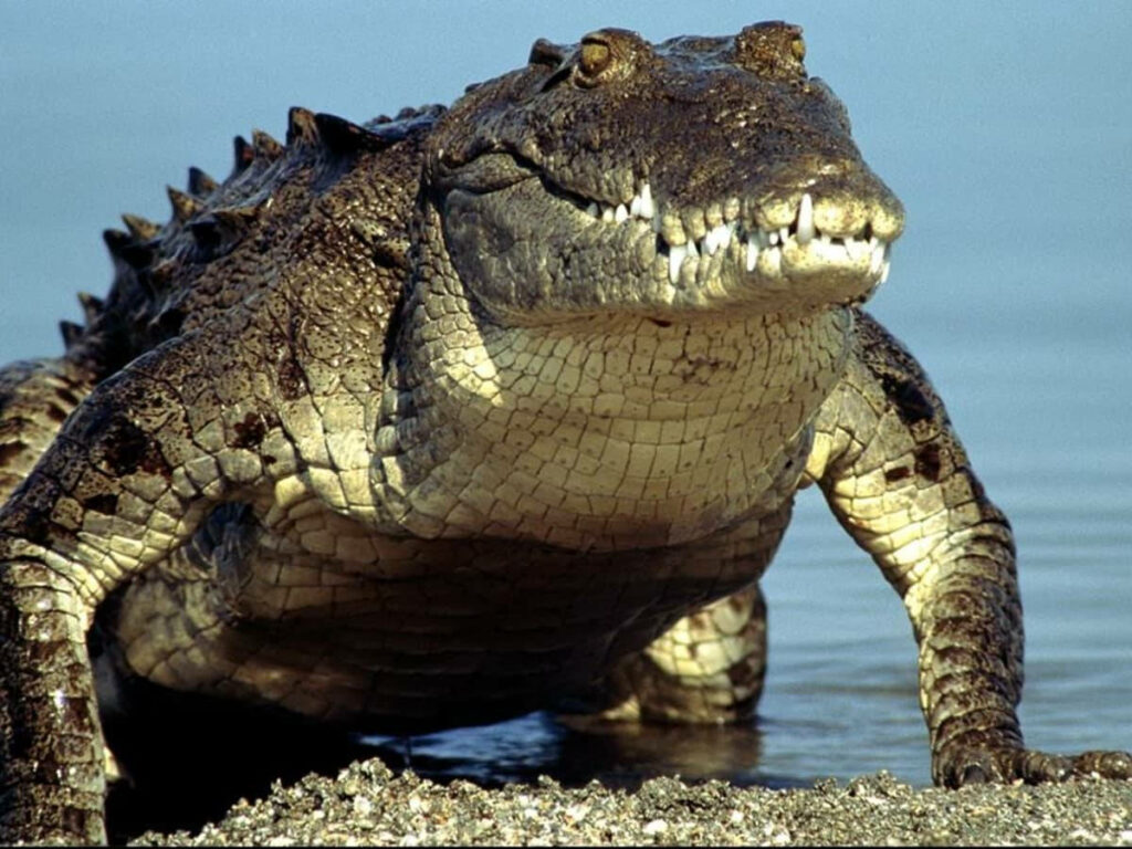 Close-Up Caiman Wallpaper: Fierce Predator in Its Natural Habitat
