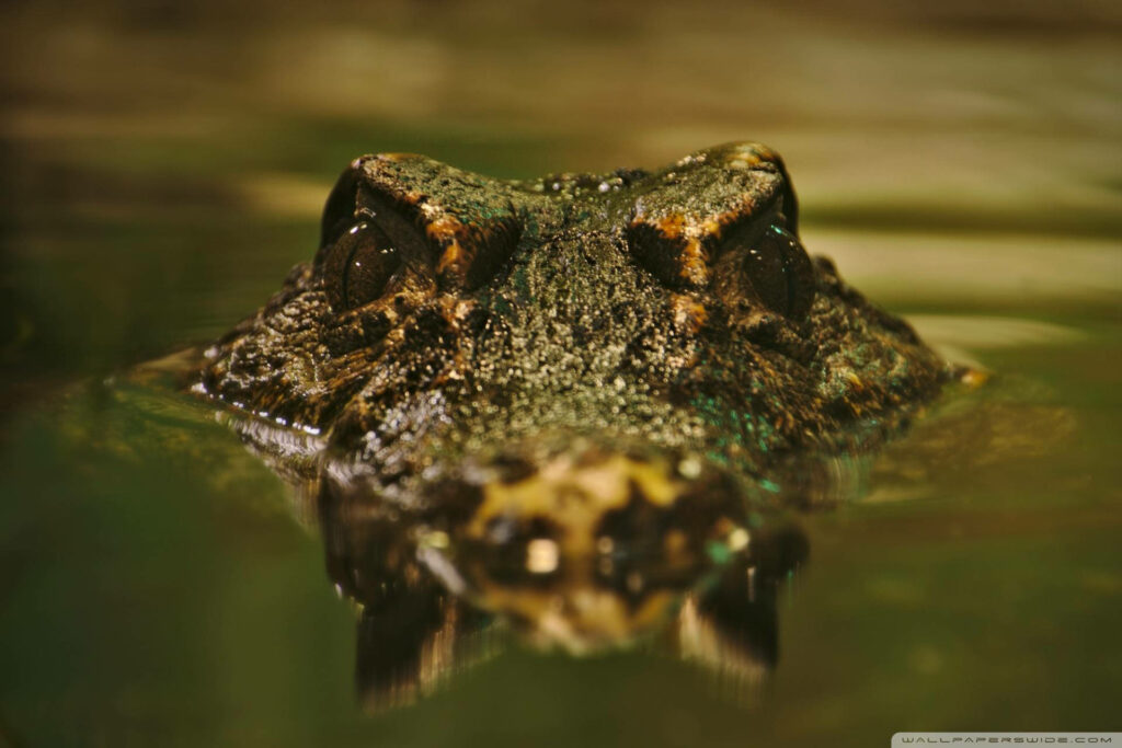 Caiman Close-Up: Intense Water Emergence in Natural Habitat Wallpaper