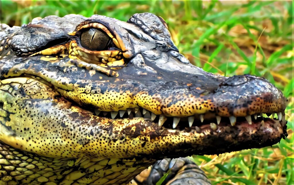 Close-Up Caiman Face: Intricate Scales & Sharp Teeth Background Wallpaper