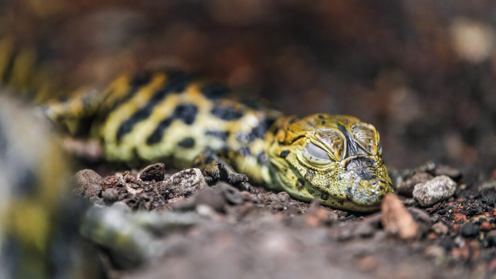 Close-Up of Young Caiman on Rocky Surface: Serene Nature Wallpaper