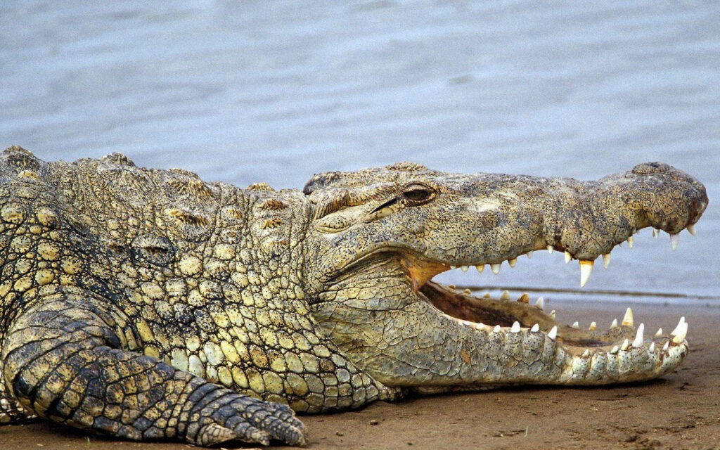 Close-Up Caiman on Sandy Beach: Teeth & Serene Water Background Wallpaper