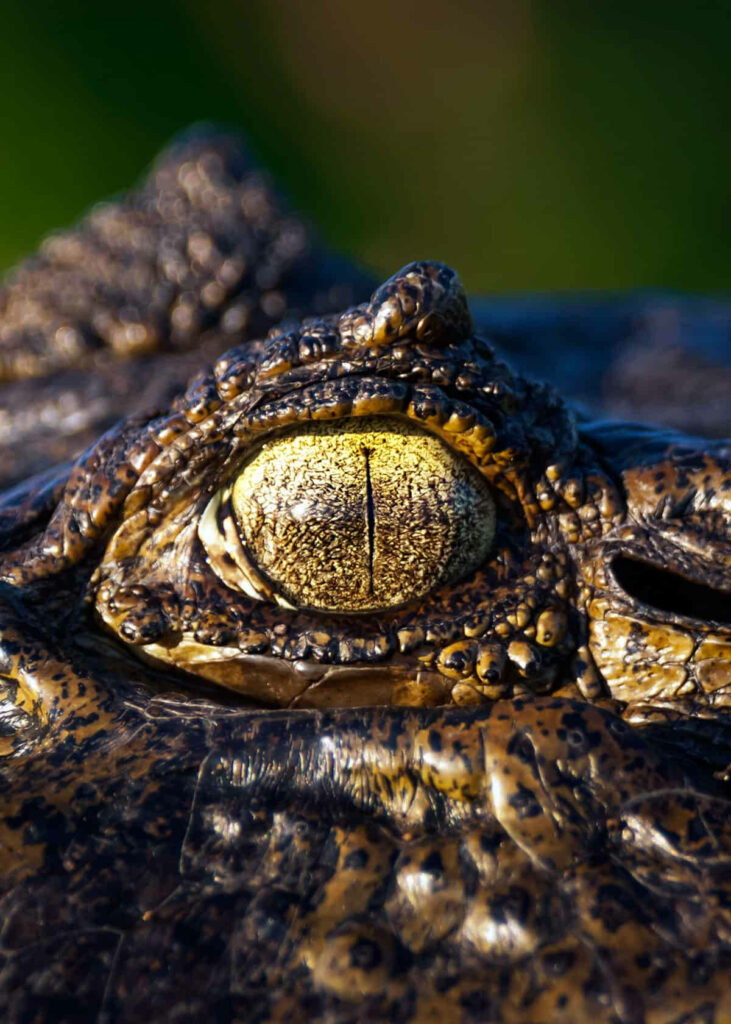 Close-Up of Vibrant Caiman Eye & Textured Scales Wallpaper