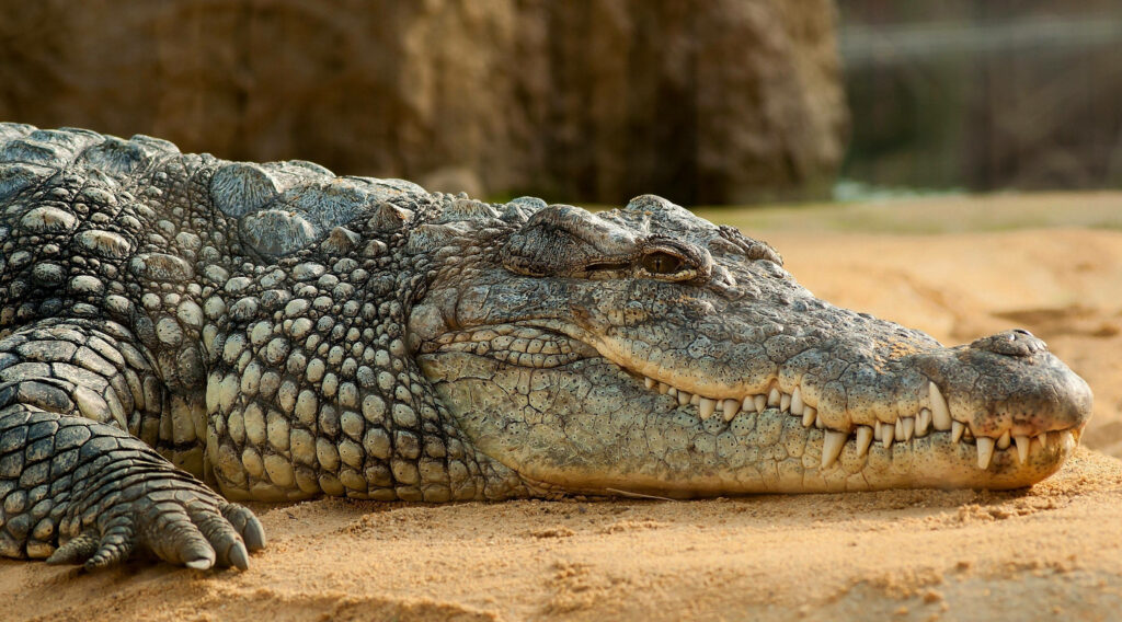 Close-Up Caiman Wallpaper: Detailed Textures & Sharp Teeth on Sand