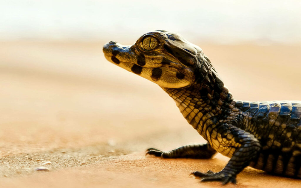 Caiman Close-Up in Desert: Textured Scales & Natural Beauty Wallpaper