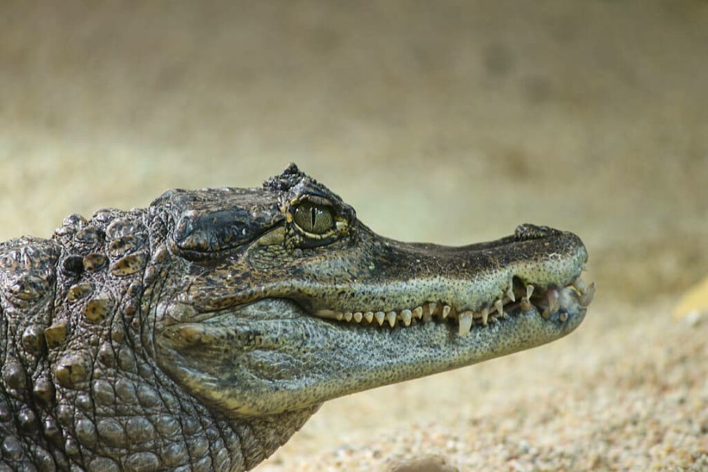 Close-Up Caiman: Textured Skin & Sharp Teeth on Sandy Background Wallpaper