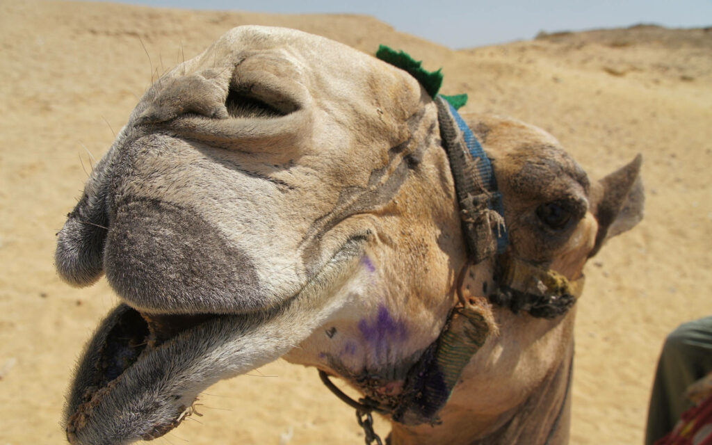 Close-up of camel mouth and textured fur with desert background showing earthy tones wallpaper