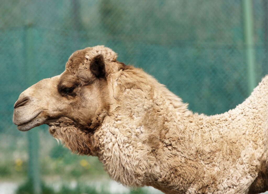 Close-Up Camel Profile: Textured Woolly Fur & Blurred Background Wallpaper