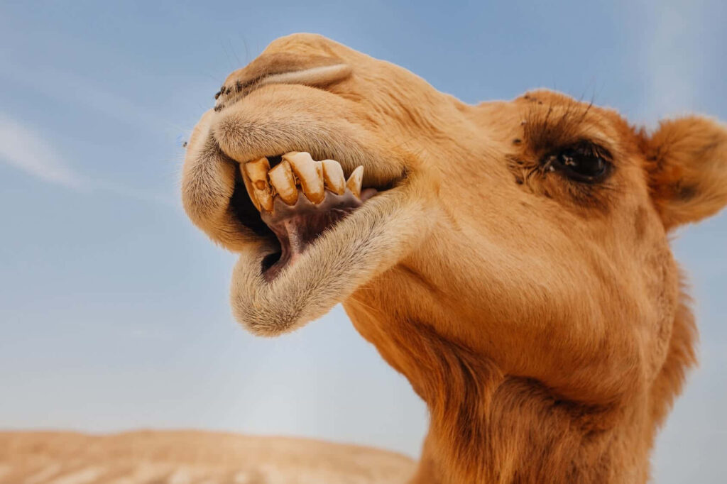 Close-Up Camel Portrait: Teeth & Textured Fur Against Blue Sky Wallpaper