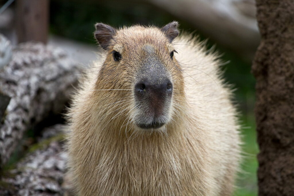 Close-Up of Capybara: Expressive Muzzle & Gentle Eyes Wallpaper