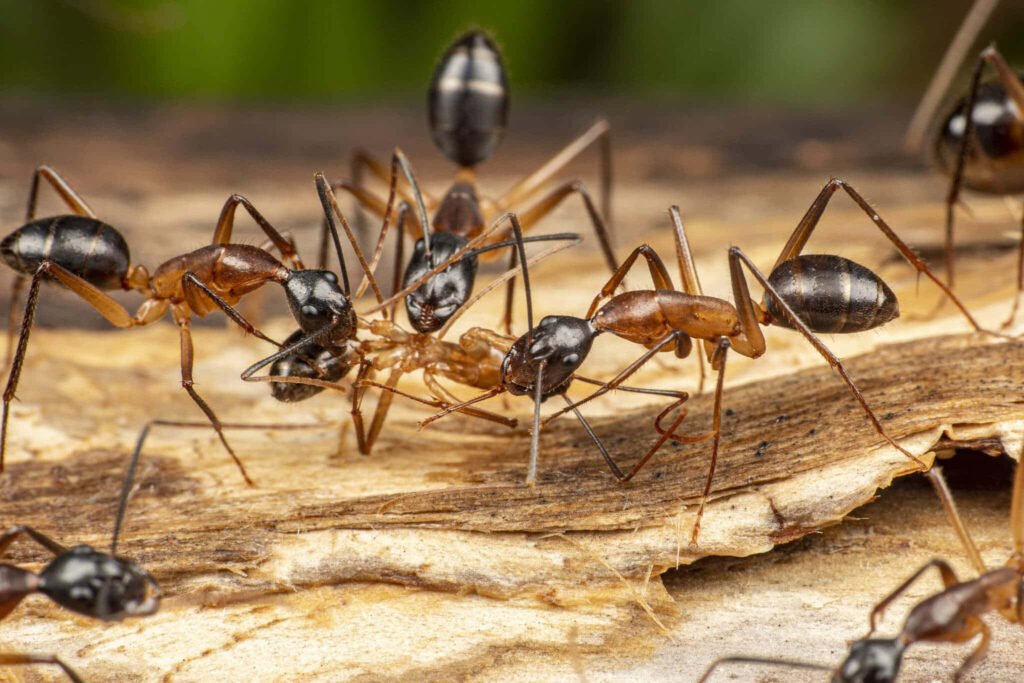Close-up of shiny black and brown carpenter ants on textured wood showing teamwork and details Wallpaper