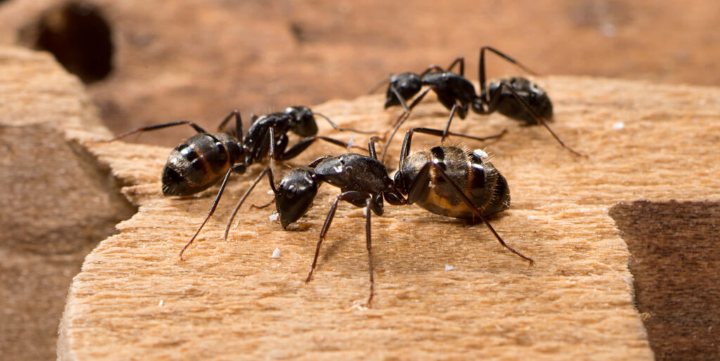Close-up of glossy black carpenter ants on textured brown wood showing insect details Wallpaper