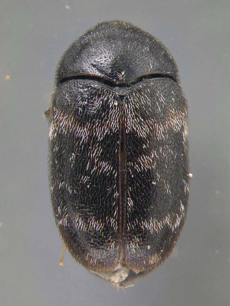 Close up of glossy brown and white carpet beetle with detailed textured exoskeleton wallpaper