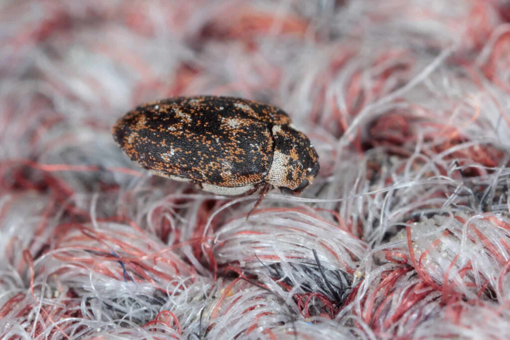 Close up macro of carpet beetle on multicolored fabric showing detailed brown black shell patterns Wallpaper