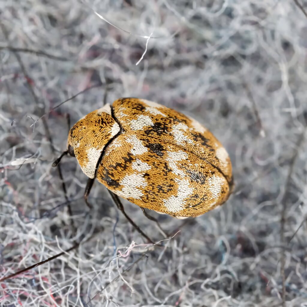 Close-up of carpet beetle on textured fabric showing brown white shell and gray colored threads Wallpaper