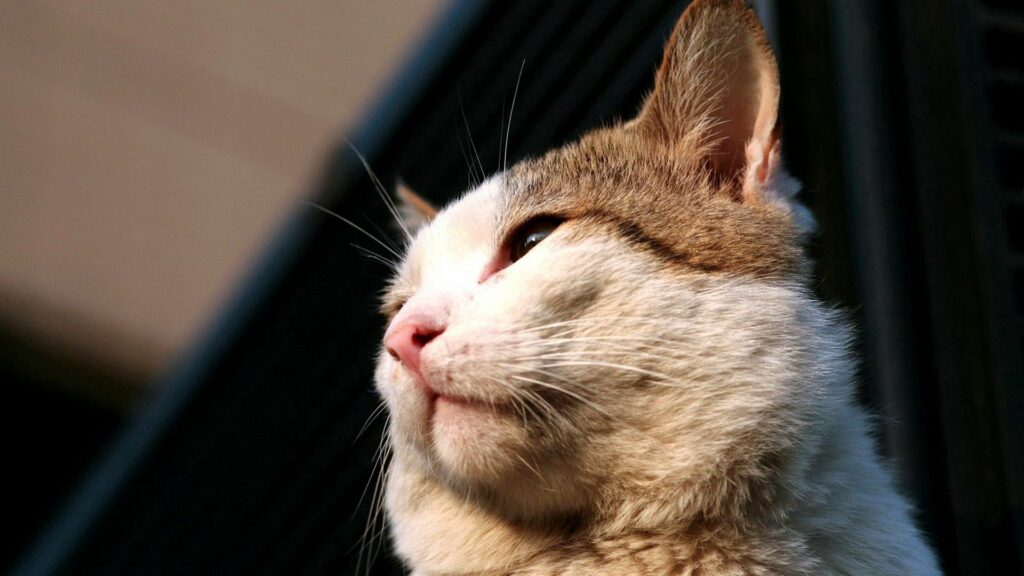 Close-Up Cat Face Wallpaper: Soft Lighting & Depth in 1920x1080