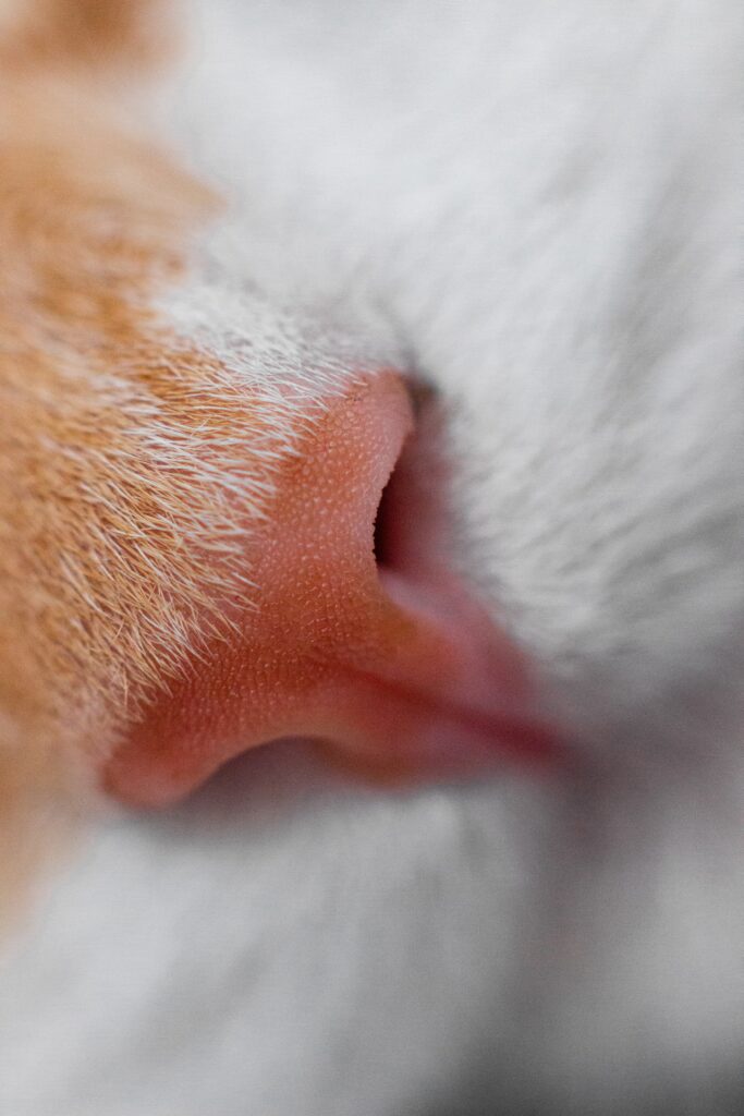 Macro Cat Nose Wallpaper: Delicate Texture & Fine Details Background